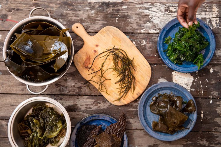 sealand_coastal_foraging_3k3a0283_c3a2c2a9sacha_specker