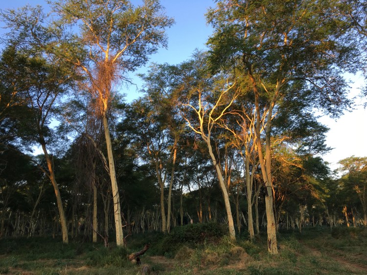 Pafuri's legendary fever tree forest at dusk.jpg