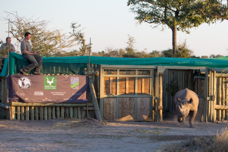 Black Rhino release_Kai Collins-1536