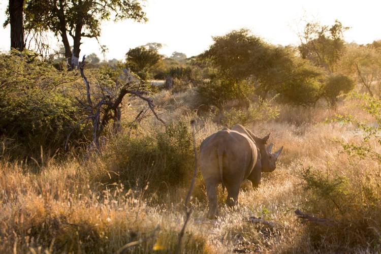 Black Rhino release_Kai Collins-1574